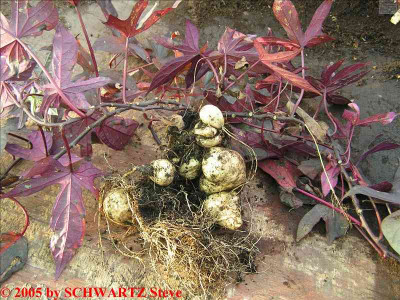 Ipomoea_batates_BLACKY.jpg