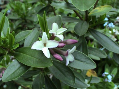 Daphne_tangutica.jpg