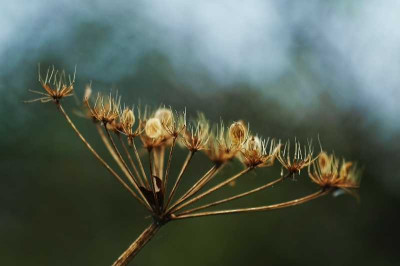 Umbrellifera_X_1_13-11-05.jpg