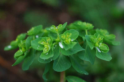 Euphorbia_X_1_13-11-05.jpg