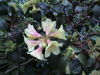 Rhododendron_-_unbekannte_Hybride.jpg