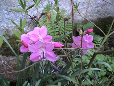 Rhododendron_albrechtii.jpg