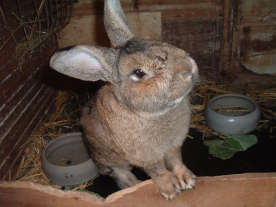 Kaninchen_will_Topinambur.jpg