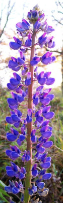 Lupine.jpg