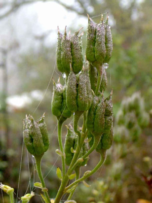 Aconitum-x-arendsii-2.jpg