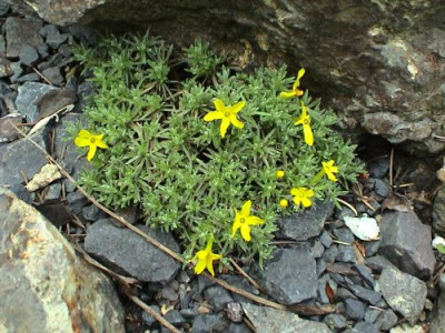 Vitaliana_primuliflora.jpg