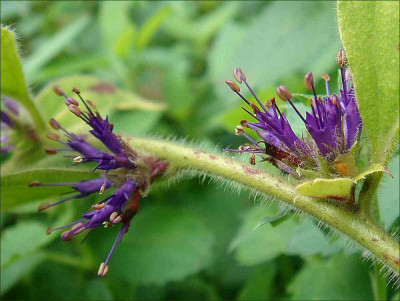 Salvia_WBx.jpg