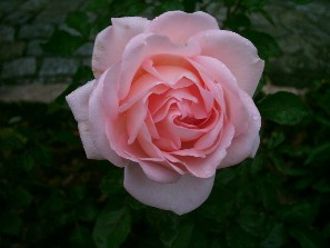 rose7.JPG