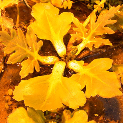Ceratopteris-pteridoides-01.jpg
