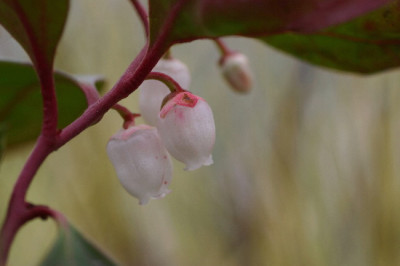Gaultheria-Nov-1.jpg
