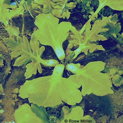 Ceratopteris-pteridoides02.jpg