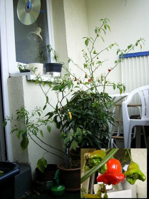 am_2005_10.31._Chili_-_peri_peri_Ebayangebot.JPG