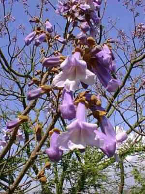 paulownia_tomentosa2.jpg