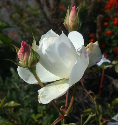 Schneewittchen_S1_21558_93.jpg