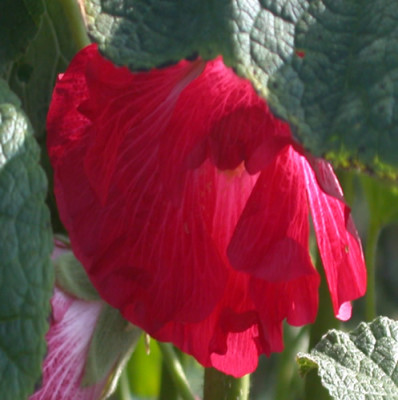Stockrose_R_21566_88.jpg