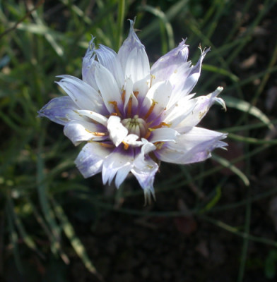 Rasselblume_N_21584_94.jpg