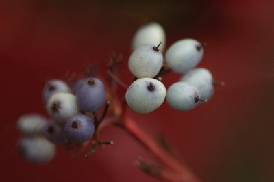 Cornus-Nov-1.jpg