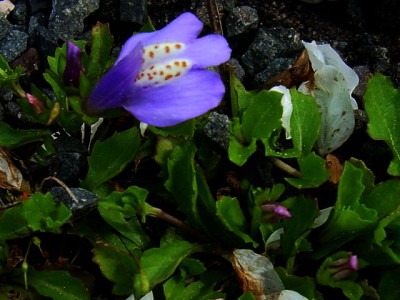 mazus_reptans_g.jpg