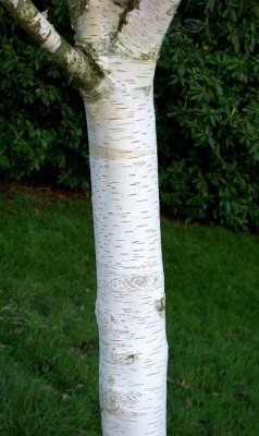 Betula_utilis_Doorenbos_High_Beeches_10.05.jpg