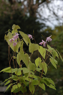 epimedium_4498.jpg