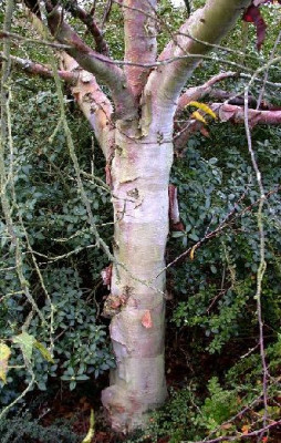 Betula_unbekannt_klein_Wakehurst_10.05.jpg