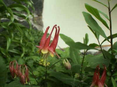 Aquilegia.jpg