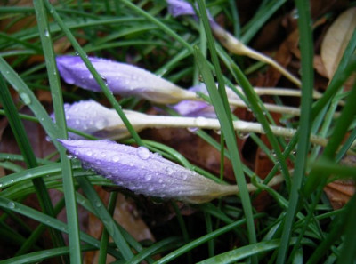 C_sp1116.jpg