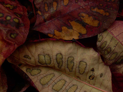 Cotinus-coggygria-Royal-Pur.jpg