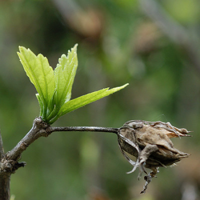 hibiscus_alt_neu_4484.jpg