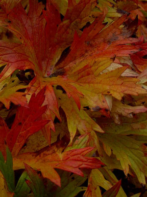 Geranium-orion.jpg