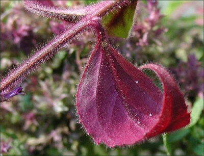 Salvia_16.11..jpg