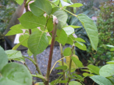 Flecke_Rose_1.jpg