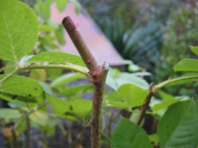 Flecke_Rose_2.jpg