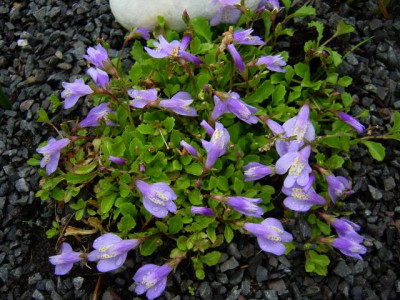 mazus_reptans_horst_g.jpg