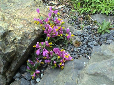 Polygala_chamaebuxus_Grandiflora_2.jpg
