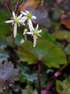 Saxifraga_cortusifolia_Blackberry_and_Appelpie-k.jpg