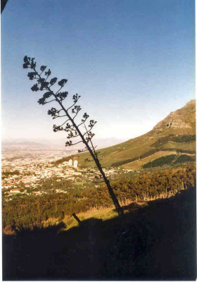 17a.jpg