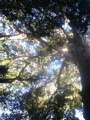 Lichtundschatten5.jpg