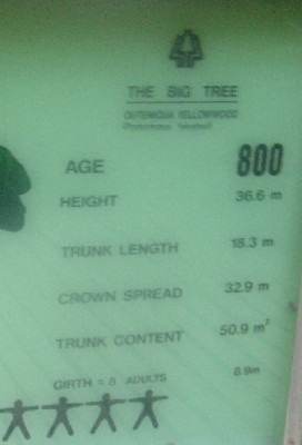 Bigtree.jpg