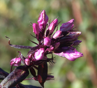 Flammenblume_Starfire_S3_21629.jpg