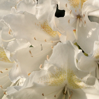 im_rhododrendron_4472.jpg
