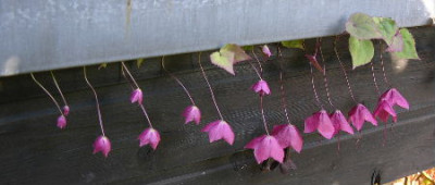 Rhodochiton.JPG