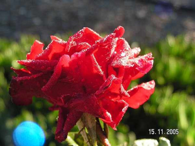 rose-rot01.jpg