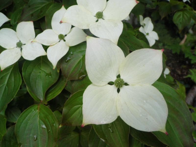 Cornus Blüten.jpg