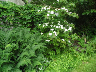 Cornus Kousa.jpg
