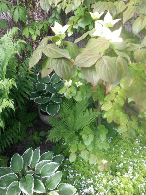 Grünweiß.Cornus.hosta.meister.jpg