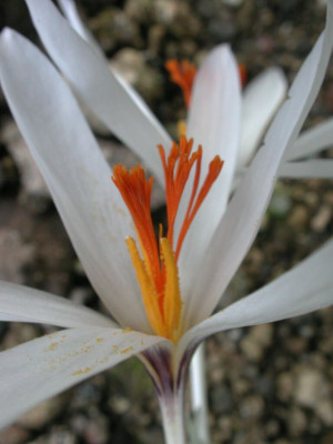 Crocus_fleischeri_2.jpg