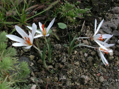 Crocus_fleischeri_3.jpg