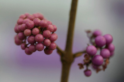 Callicarpa-Nov-2.jpg