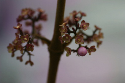 Callicarpa-Nov-3.jpg